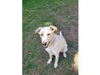 Adopt Shortbread a Tan/Yellow/Fawn - with White Labradoodle / German Shepherd