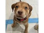 Adopt Penny a Brown/Chocolate - with Tan Schnauzer (Standard) / Labrador