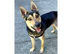 Adopt Murphy a Shepherd (Unknown Type) / Shiba Inu / Mixed dog in Novato
