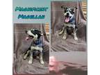 Adopt Magellan AKA Sammy a Black - with Tan, Yellow or Fawn Blue Heeler /