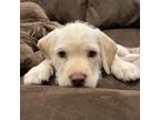 Adopt Willy a White - with Tan, Yellow or Fawn Schnauzer (Standard) / Labrador