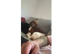 Adopt Ney Ney a Brown/Chocolate - with White Basset Hound / Mixed dog in
