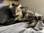 Adopt Patrick Mahommes a Gray, Blue or Silver Tabby Tabby / Mixed (medium coat)