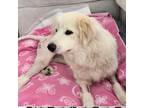 Adopt Allie a White Great Pyrenees / Mixed dog in Jacksonville, FL (41545217)