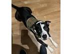 Adopt Crash a Black - with White Mutt / Mixed dog in Hillsboro, OR (41500879)