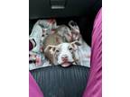 Adopt Dozer a American Pit Bull Terrier / Mixed dog in Barrington, RI (41545211)