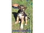 Adopt Hanzo a Black - with Tan, Yellow or Fawn German Shepherd Dog / Anatolian