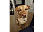 Adopt Donut a Tan/Yellow/Fawn - with White Chow Chow / Labrador Retriever /