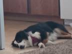 Adopt Lola a Black - with White Australian Shepherd / Mixed dog in Citrus