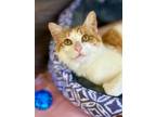 Adopt Clay a Orange or Red (Mostly) Domestic Shorthair / Mixed (short coat) cat