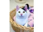 Adopt Ivan a Black & White or Tuxedo Domestic Shorthair / Mixed (short coat) cat