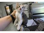 Adopt Cookie a Brown or Chocolate Domestic Shorthair (short coat) cat in