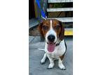 Adopt Chocolate Crinkle a Tricolor (Tan/Brown & Black & White) Beagle / Basset