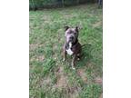 Adopt Zeus a Black American Pit Bull Terrier / Mixed Breed (Medium) / Mixed