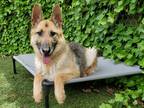 Adopt Zoe a Black - with Brown, Red, Golden, Orange or Chestnut German Shepherd
