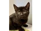Adopt Zorro a All Black Domestic Shorthair / Mixed Breed (Medium) / Mixed (short
