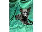 Adopt Raven a Black Mixed Breed (Medium) / Mixed Breed (Medium) / Mixed (short