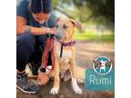 Adopt Rumi Korra Angel a Tan/Yellow/Fawn - with Black Pit Bull Terrier dog in
