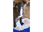 Adopt Swivel a Black - with White Labrador Retriever / Plott Hound / Mixed dog