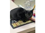 Adopt Midnight a Domestic Shorthair / Mixed (short coat) cat in Little Rock