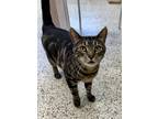 Adopt Earnest a Domestic Shorthair / Mixed (short coat) cat in Little Rock