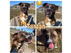 Adopt Tarzan a Staffordshire Bull Terrier / Mixed dog in Pierceton