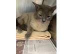 Adopt Biscuit a Domestic Shorthair / Mixed (short coat) cat in Angola