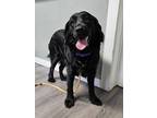 Adopt Dahlia a Black Golden Retriever / Mixed Breed (Medium) / Mixed (short