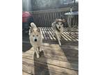 Adopt Max a White - with Brown or Chocolate Husky / German Shepherd Dog / Mixed
