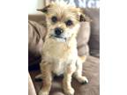 Adopt Tate a Red/Golden/Orange/Chestnut Cairn Terrier / Border Terrier / Mixed