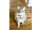 Adopt Milo a Gray, Blue or Silver Tabby Domestic Mediumhair / Mixed (medium
