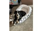 Adopt Indi a Tricolor (Tan/Brown & Black & White) Field Spaniel / Mixed dog in