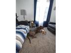 Adopt Maverick a Gray/Blue/Silver/Salt & Pepper Cane Corso / Mixed dog in