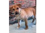 Adopt Ayden a Brown/Chocolate - with Black Golden Retriever / Labrador Retriever