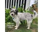Adopt Emery Gray a Terrier (Unknown Type, Small) / Mixed Breed (Medium) / Mixed