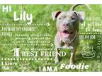 Adopt Lily a American Pit Bull Terrier / American Staffordshire Terrier / Mixed