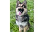Adopt Sandy a German Shepherd Dog / Mixed dog in Cobden, IL (41487020)