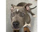 Adopt Pancho a American Pit Bull Terrier / Mixed dog in Escondido, CA (41544473)