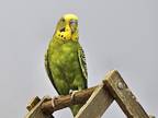Adopt Yew a Budgie bird in Penticton, BC (41544160)