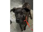 Adopt Theo a Brindle Bernese Mountain Dog / Mixed Breed (Medium) / Mixed (short