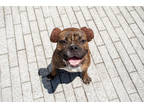 Adopt Eliza (Underdog) a Brindle Boxer / Mixed Breed (Medium) / Mixed (short