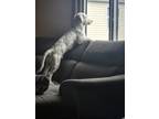 Adopt Theodore a White - with Black Poodle (Miniature) / Old English Sheepdog /
