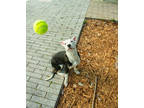 Adopt Gigi (Underdog) a Black American Pit Bull Terrier / Mixed Breed (Medium) /