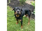 Adopt Mr. Worldwide a Black Rottweiler / Mixed Breed (Medium) / Mixed (short