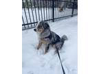 Adopt Sky a Gray/Blue/Silver/Salt & Pepper Bernese Mountain Dog / Poodle