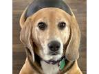 Adopt Sasha a Tricolor (Tan/Brown & Black & White) Beagle / Mixed dog in