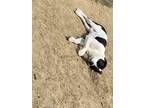 Adopt Bear a Black - with White Boxer / Mixed dog in Sapulpa, OK (41543947)