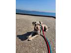 Adopt ALLI a Black - with Gray or Silver Schnauzer (Miniature) / Mixed dog in