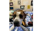 Adopt Benji a Brown/Chocolate - with White Boxer / Labrador Retriever / Mixed