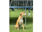 Adopt Pumpkin a Tan/Yellow/Fawn - with White Redbone Coonhound / Treeing Walker